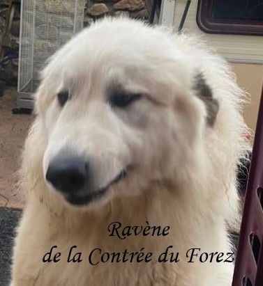 Ravène De La Contrée Du Forez