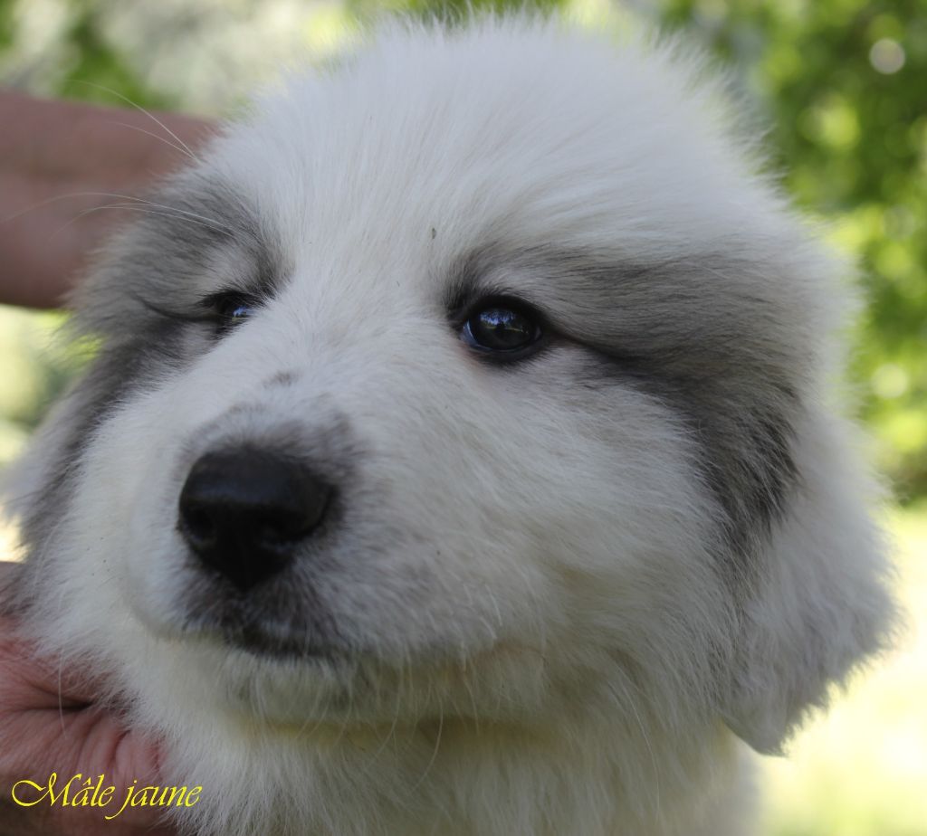 De La Contrée Du Forez - Chiots disponibles - Chien de Montagne des Pyrenees