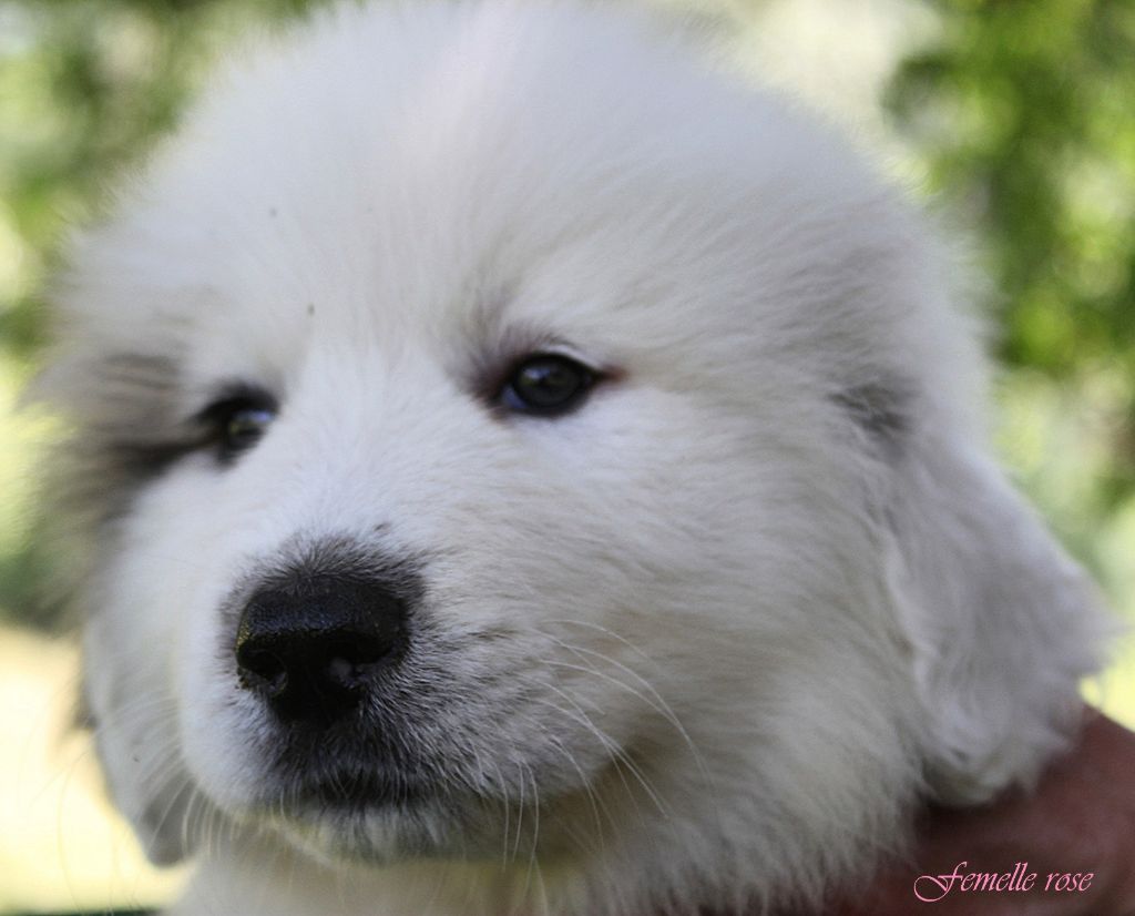 De La Contrée Du Forez - Chiots disponibles - Chien de Montagne des Pyrenees