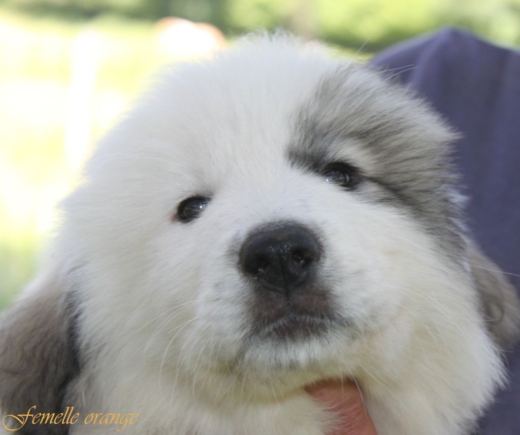De La Contrée Du Forez - Chiots disponibles - Chien de Montagne des Pyrenees