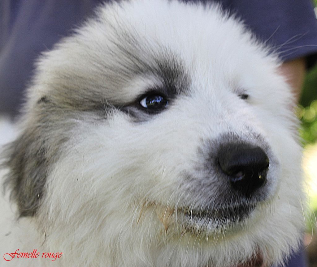 De La Contrée Du Forez - Chiots disponibles - Chien de Montagne des Pyrenees