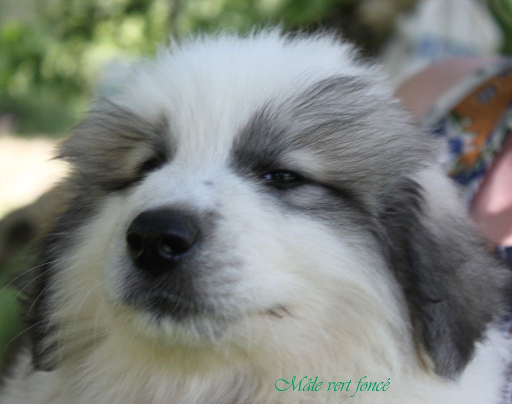 De La Contrée Du Forez - Chiots disponibles - Chien de Montagne des Pyrenees