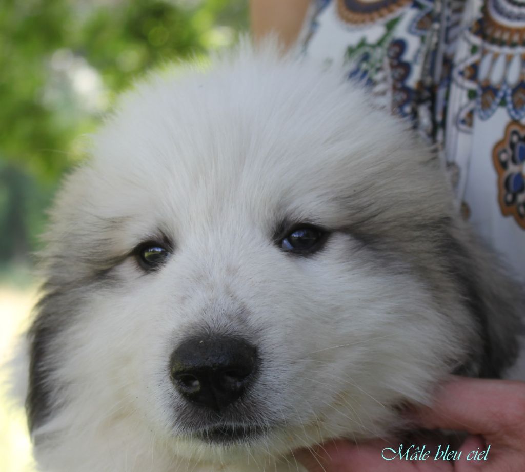 De La Contrée Du Forez - Chiots disponibles - Chien de Montagne des Pyrenees