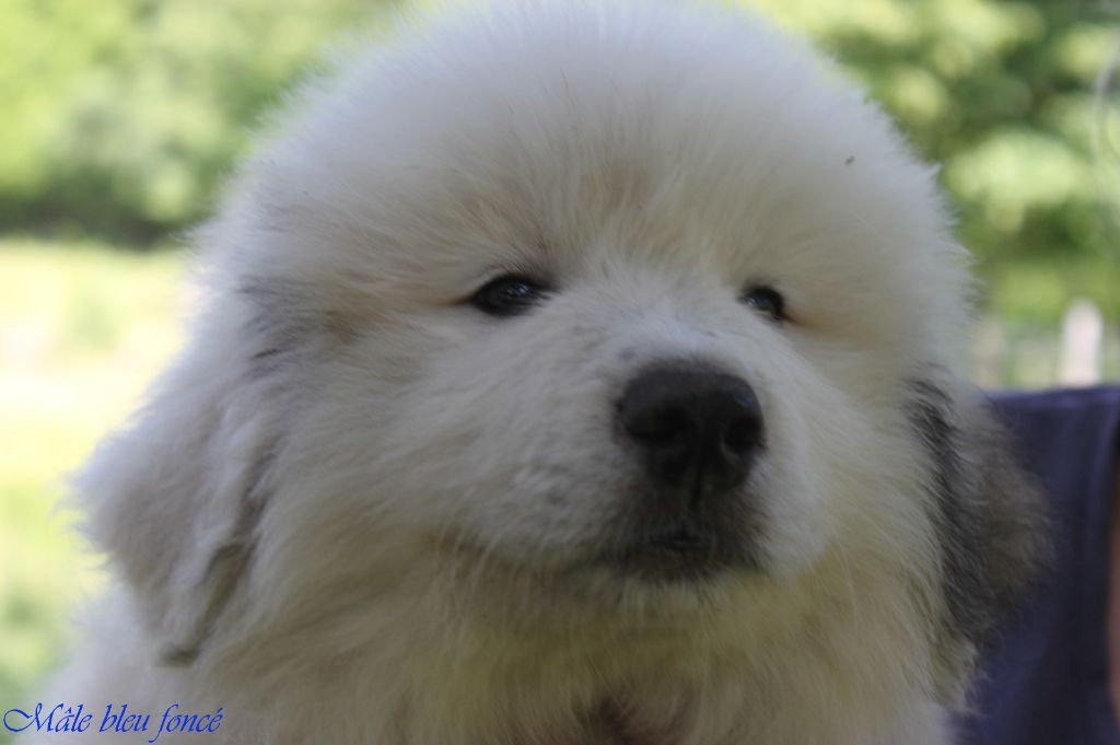 De La Contrée Du Forez - Chiots disponibles - Chien de Montagne des Pyrenees